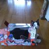 Commodore attacked me out of no where! He's high on cat nip and looking for a battle. Help!